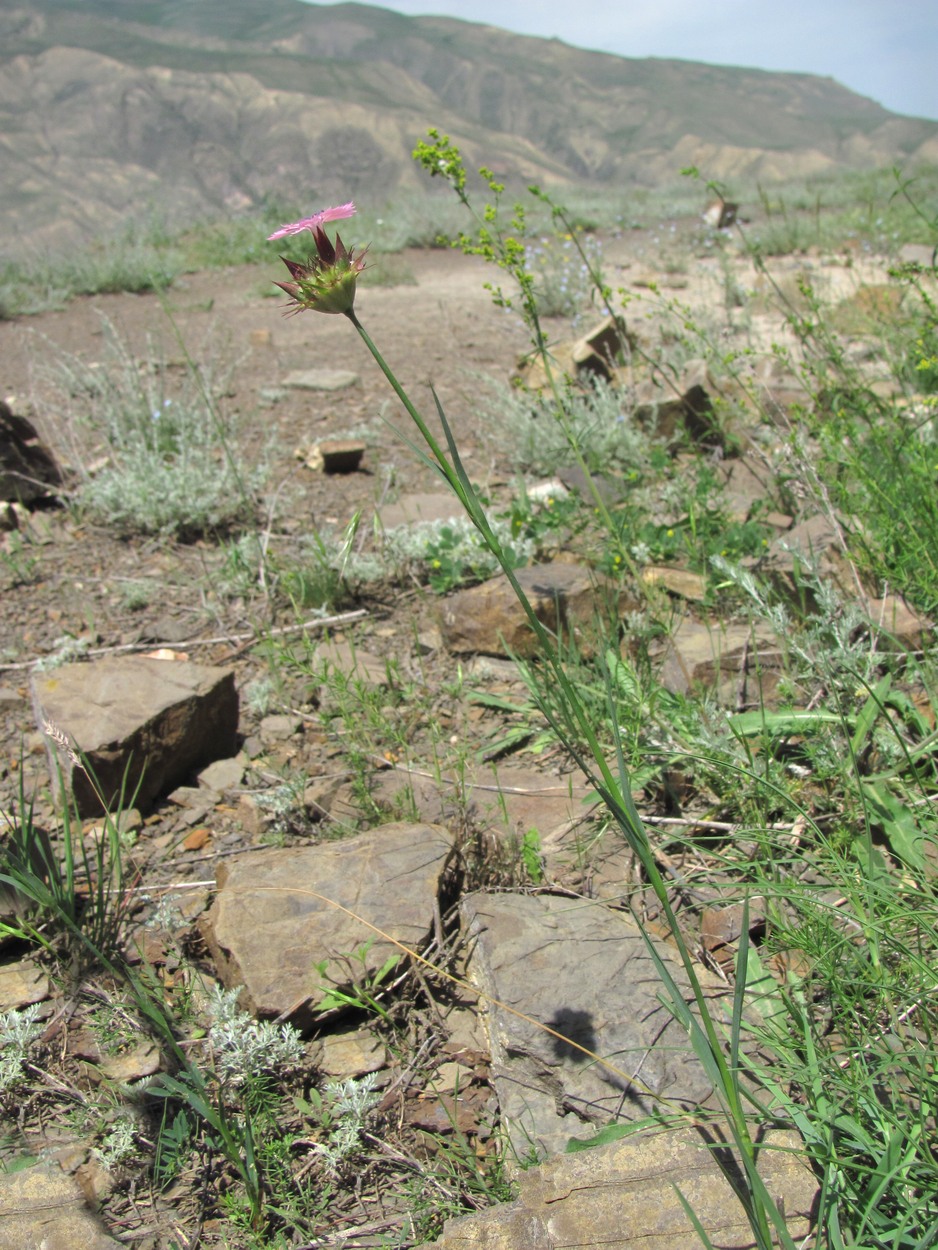Image of Dianthus capitatus specimen.