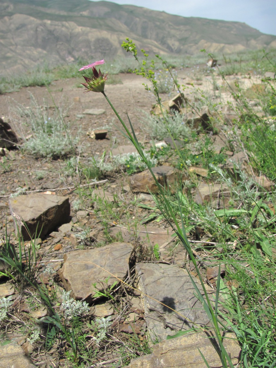 Изображение особи Dianthus capitatus.