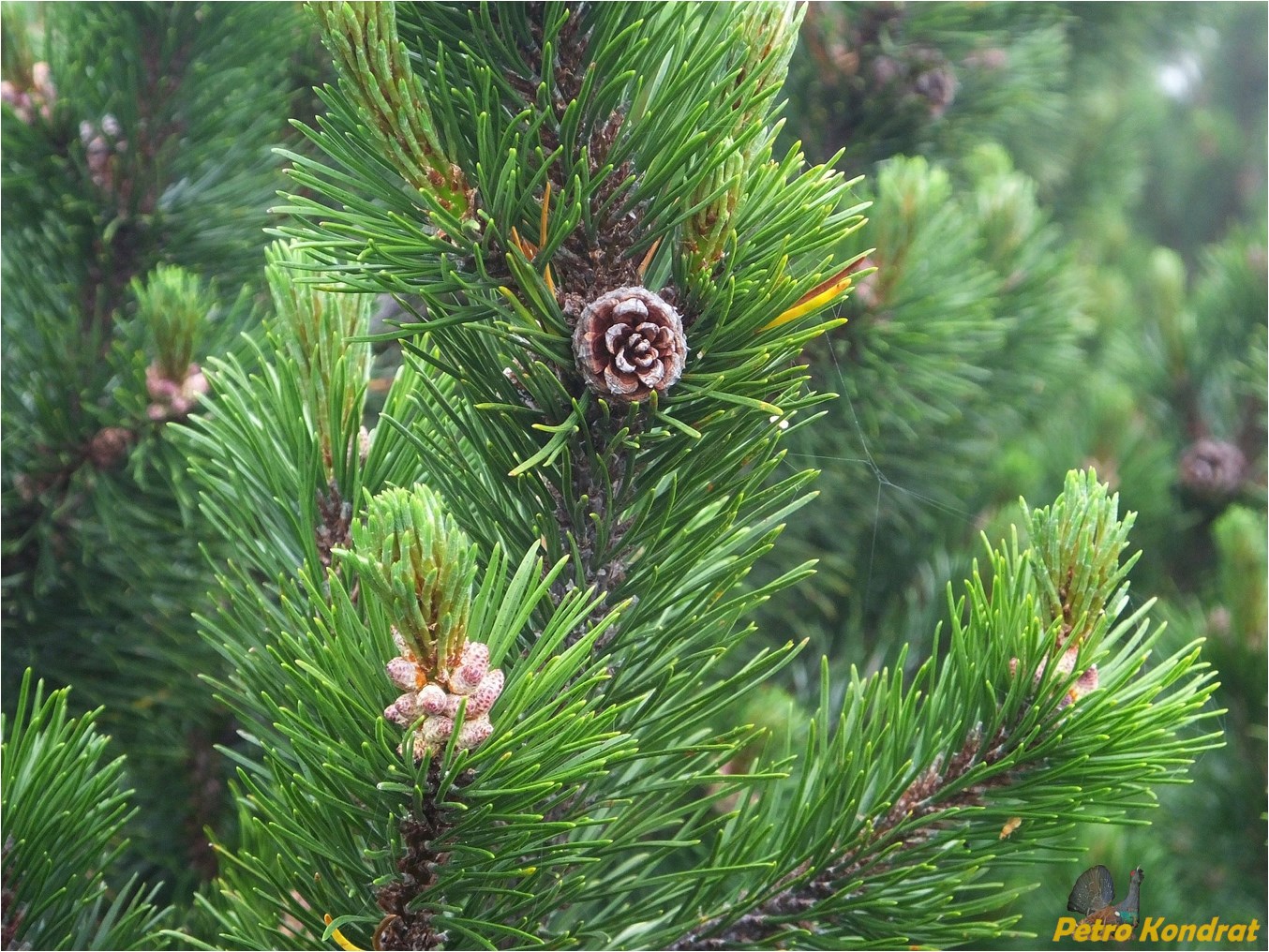 Изображение особи Pinus mugo.