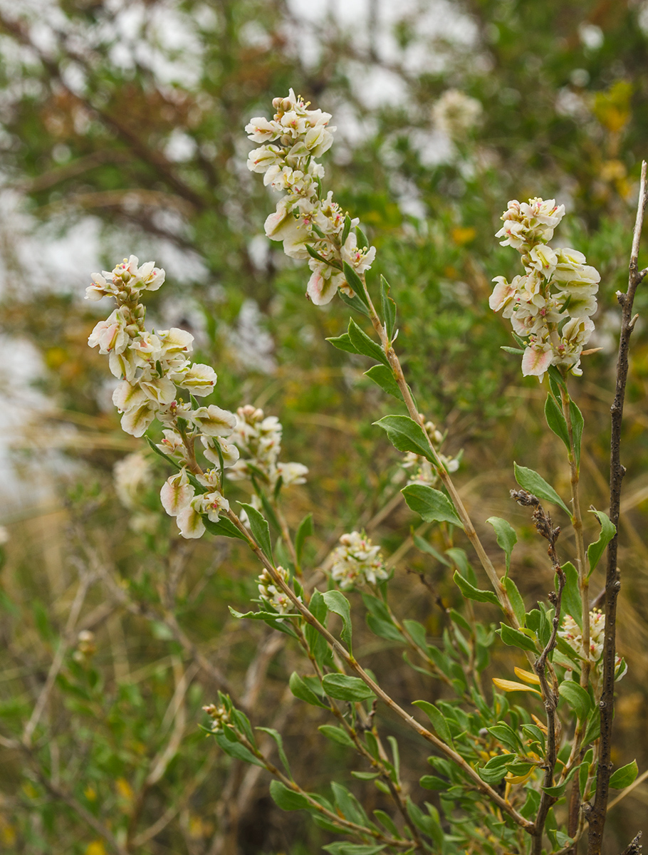 Изображение особи Atraphaxis frutescens.