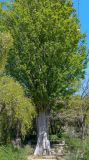 Zelkova carpinifolia