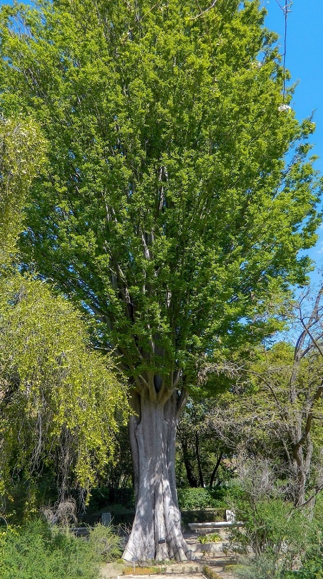 Image of Zelkova carpinifolia specimen.