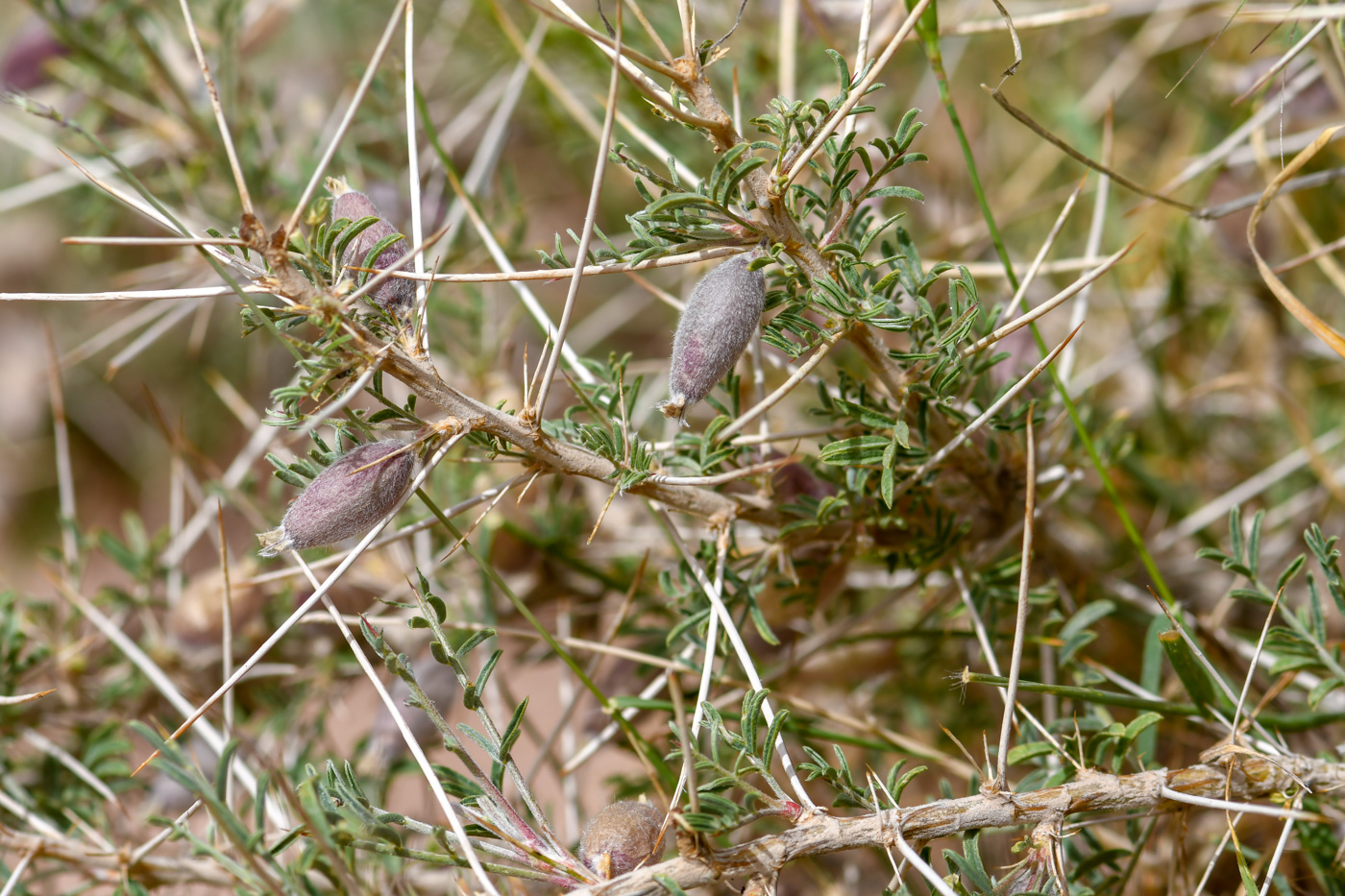 Изображение особи Astragalus spinosus.