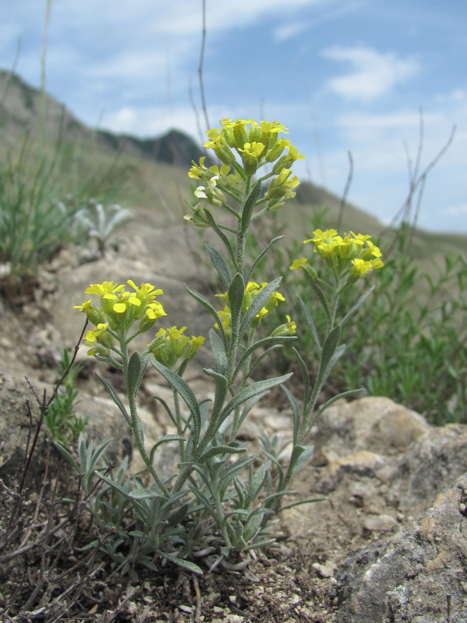 Изображение особи Alyssum daghestanicum.