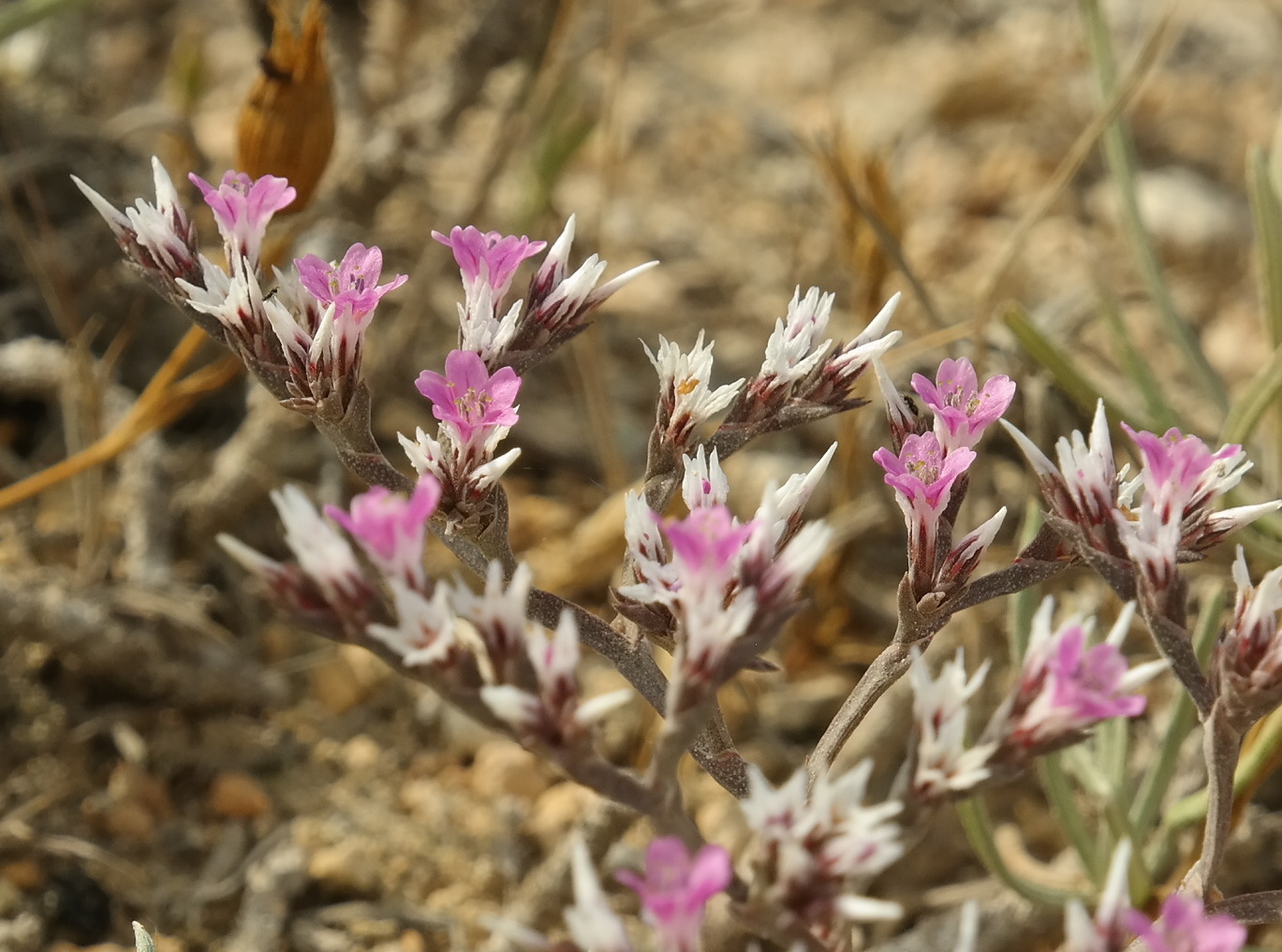 Image of Goniolimon orae-syvashicae specimen.