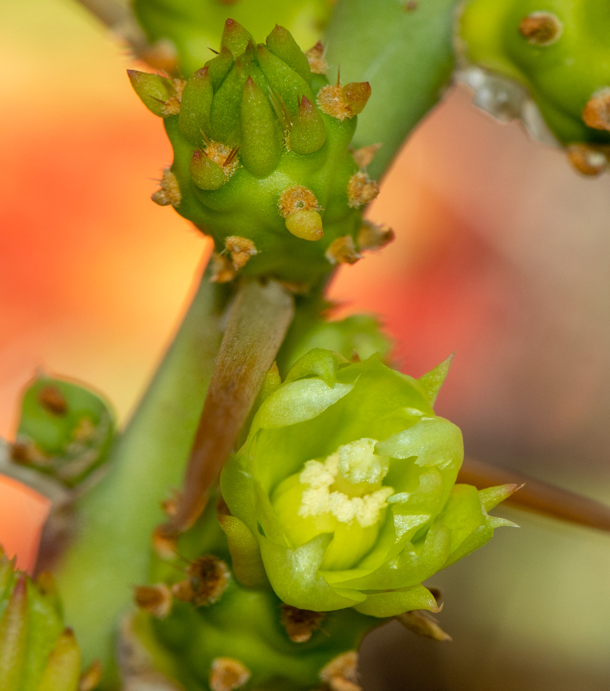 Изображение особи Cylindropuntia leptocaulis.