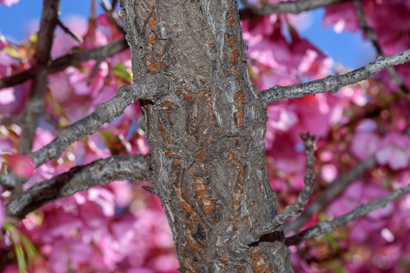 Изображение особи Prunus campanulata.