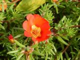 Portulaca grandiflora