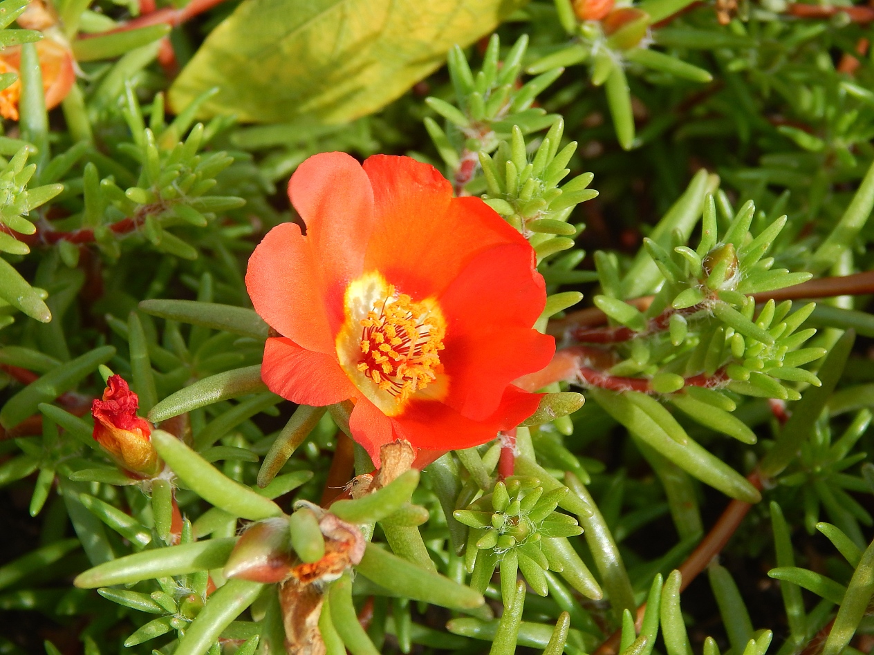 Image of Portulaca grandiflora specimen.