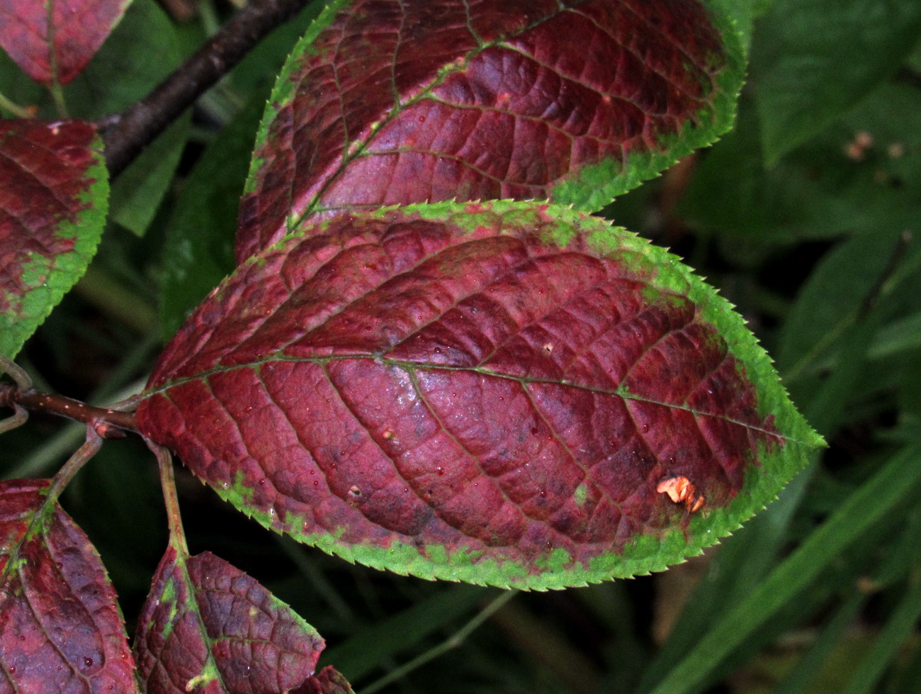 Image of Padus avium ssp. pubescens specimen.