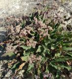 Limonium scoparium. Плодоносящее растение. Крым, Севастополь, Гагаринский р-н, у бухты Песчаная, каменистый склон на берегу моря. 26.08.2019.