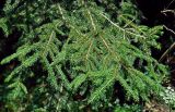 Picea abies