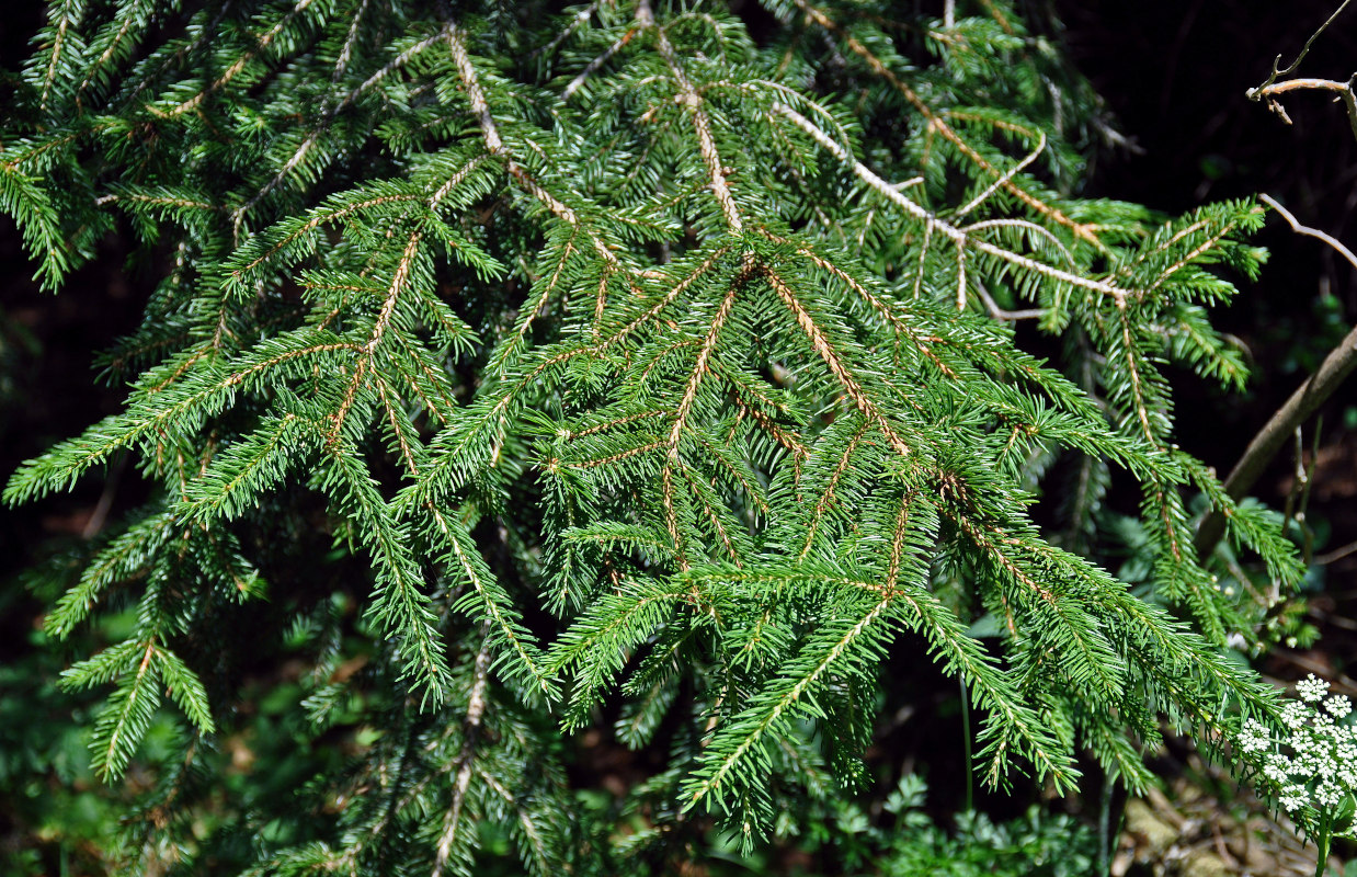 Изображение особи Picea abies.