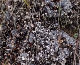 genus Peltigera