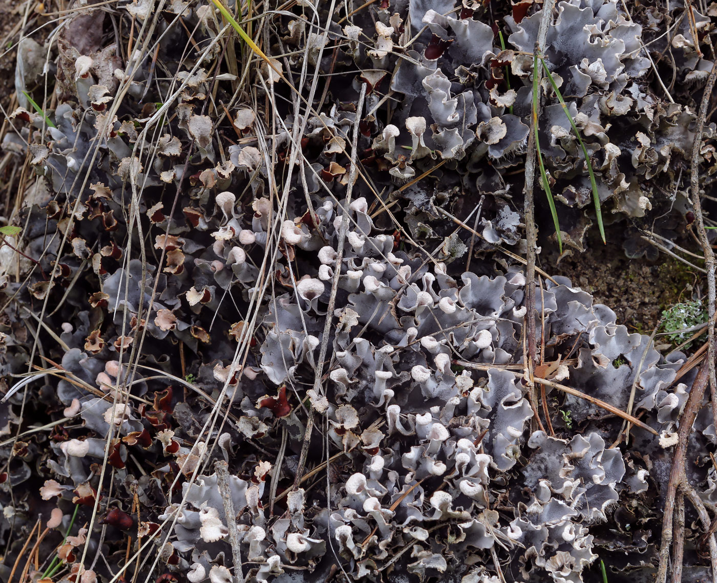 Image of genus Peltigera specimen.