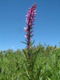 Pedicularis elata. Верхушка цветущего растения. Казахстан, Западный Алтай, горы Таловка (Собачьи Горы) у пер. Седло в окр. с. Солдатово, ≈ 1550 м н.у.м., лугово-кустарниковое сообщество на вершине сопки. 28 июня 2019 г.