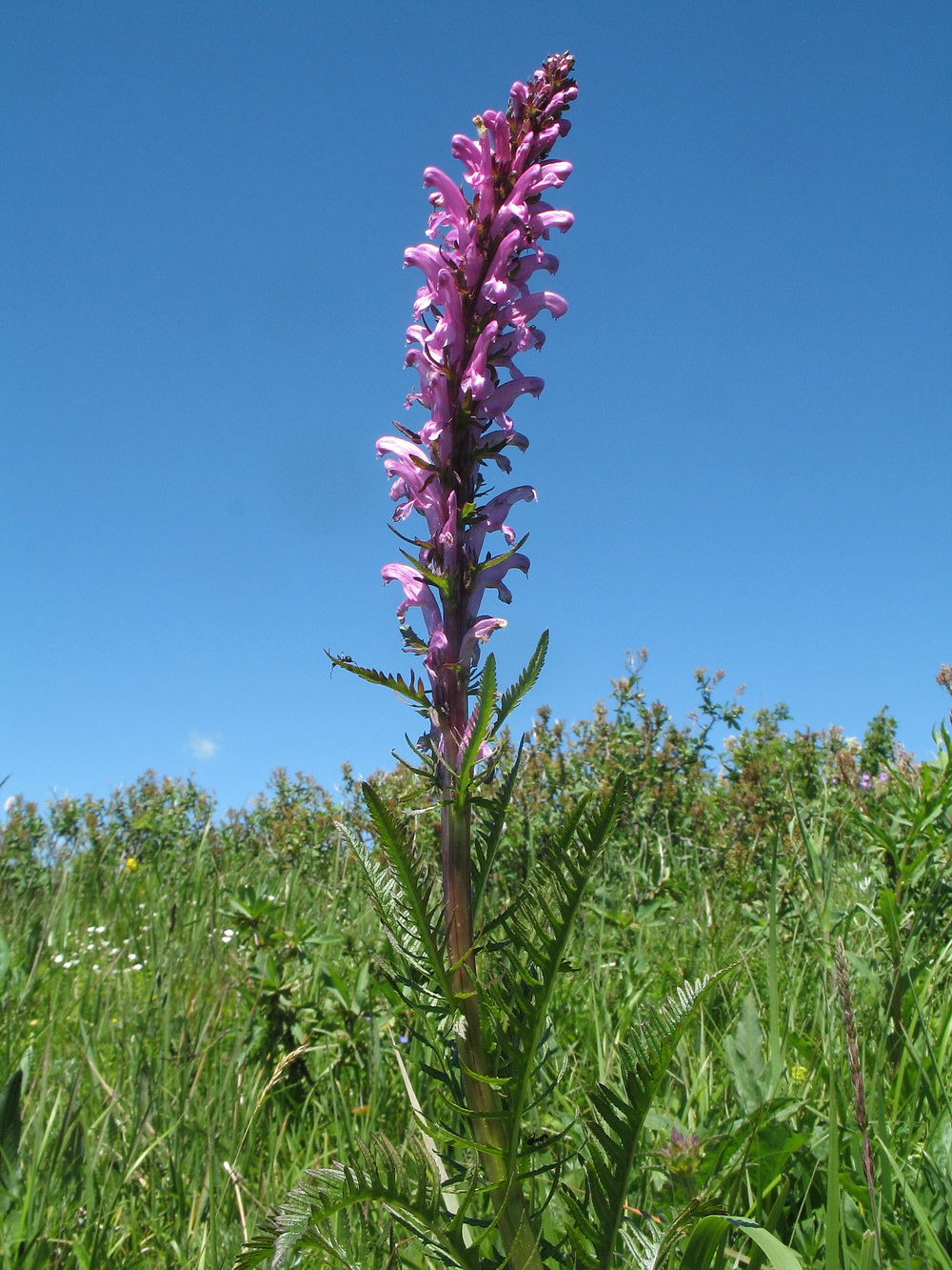 Изображение особи Pedicularis elata.