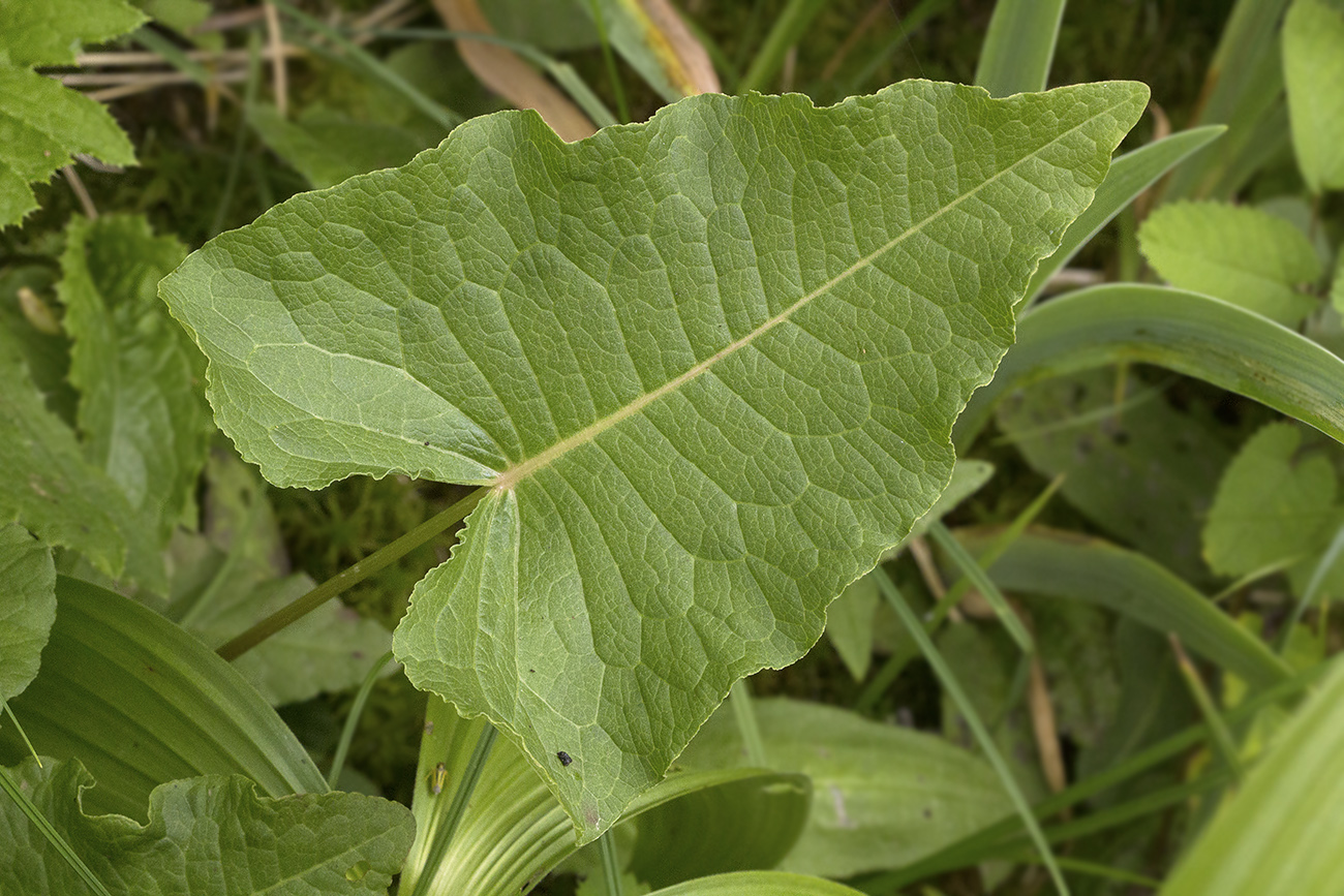 Image of Rumex ujskensis specimen.