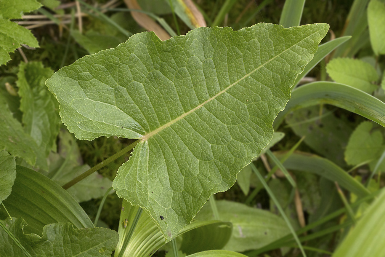 Изображение особи Rumex ujskensis.