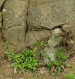 Silene italica