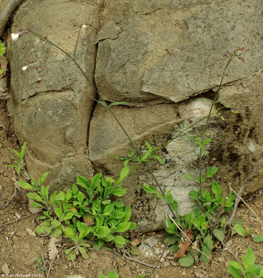 Image of Silene italica specimen.