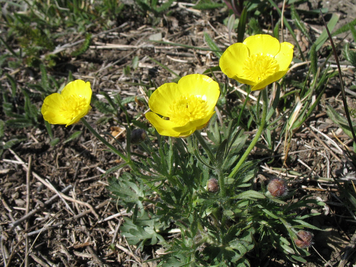 Изображение особи род Ranunculus.