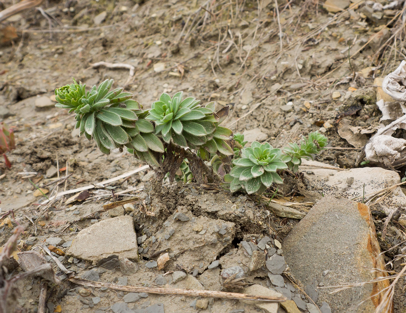 Изображение особи Linum lanuginosum.