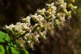 Aesculus hippocastanum