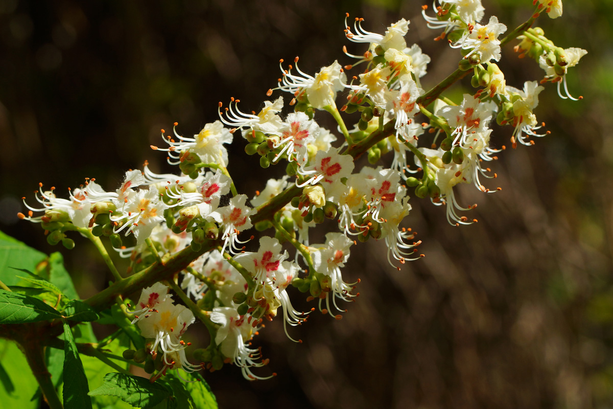 Изображение особи Aesculus hippocastanum.