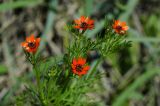 Adonis parviflora