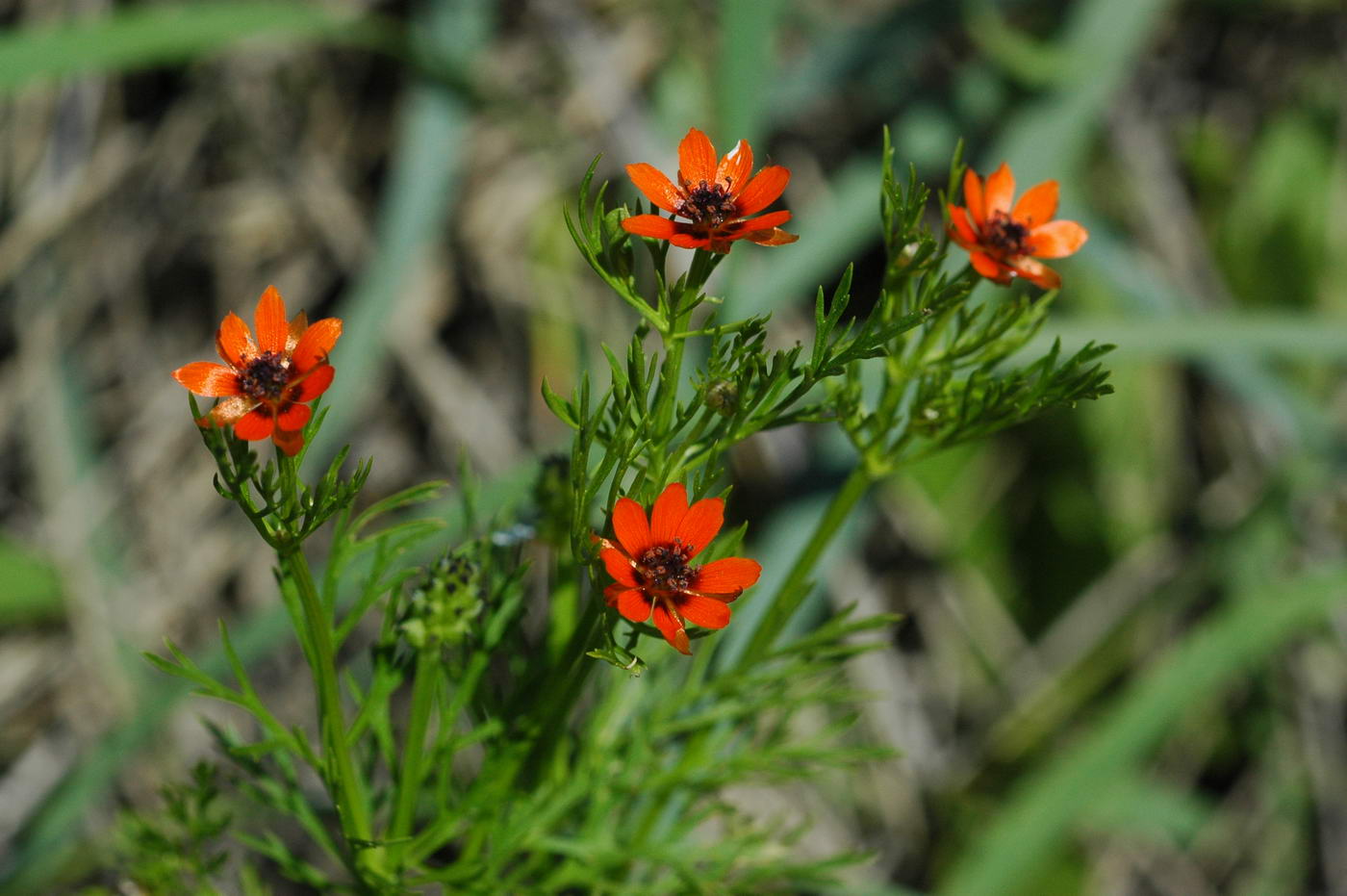 Изображение особи Adonis parviflora.