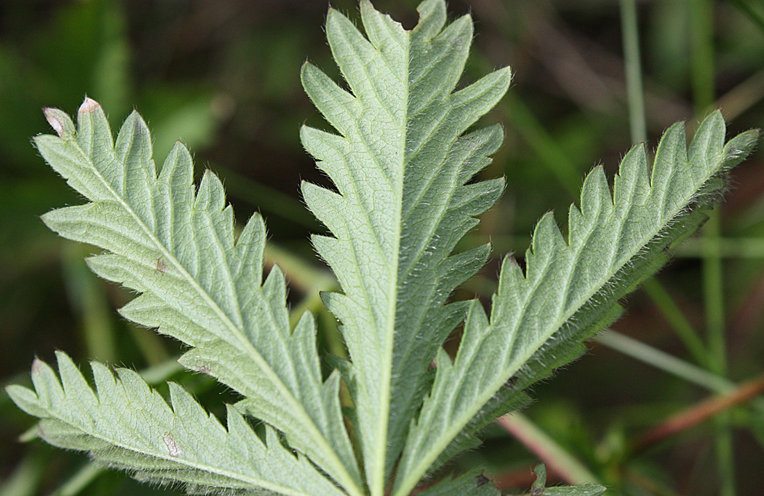 Image of Potentilla goldbachii specimen.