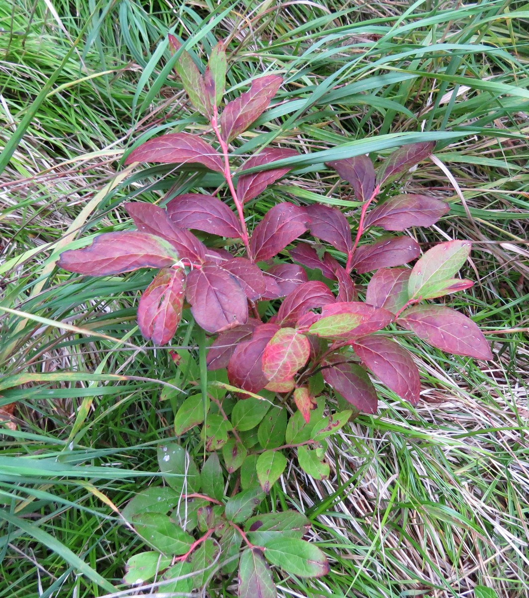 Image of Vaccinium smallii specimen.