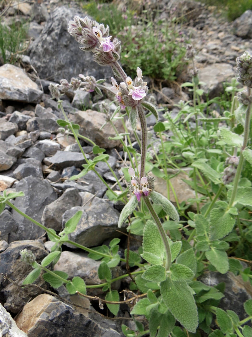 Изображение особи Stachys hissarica.