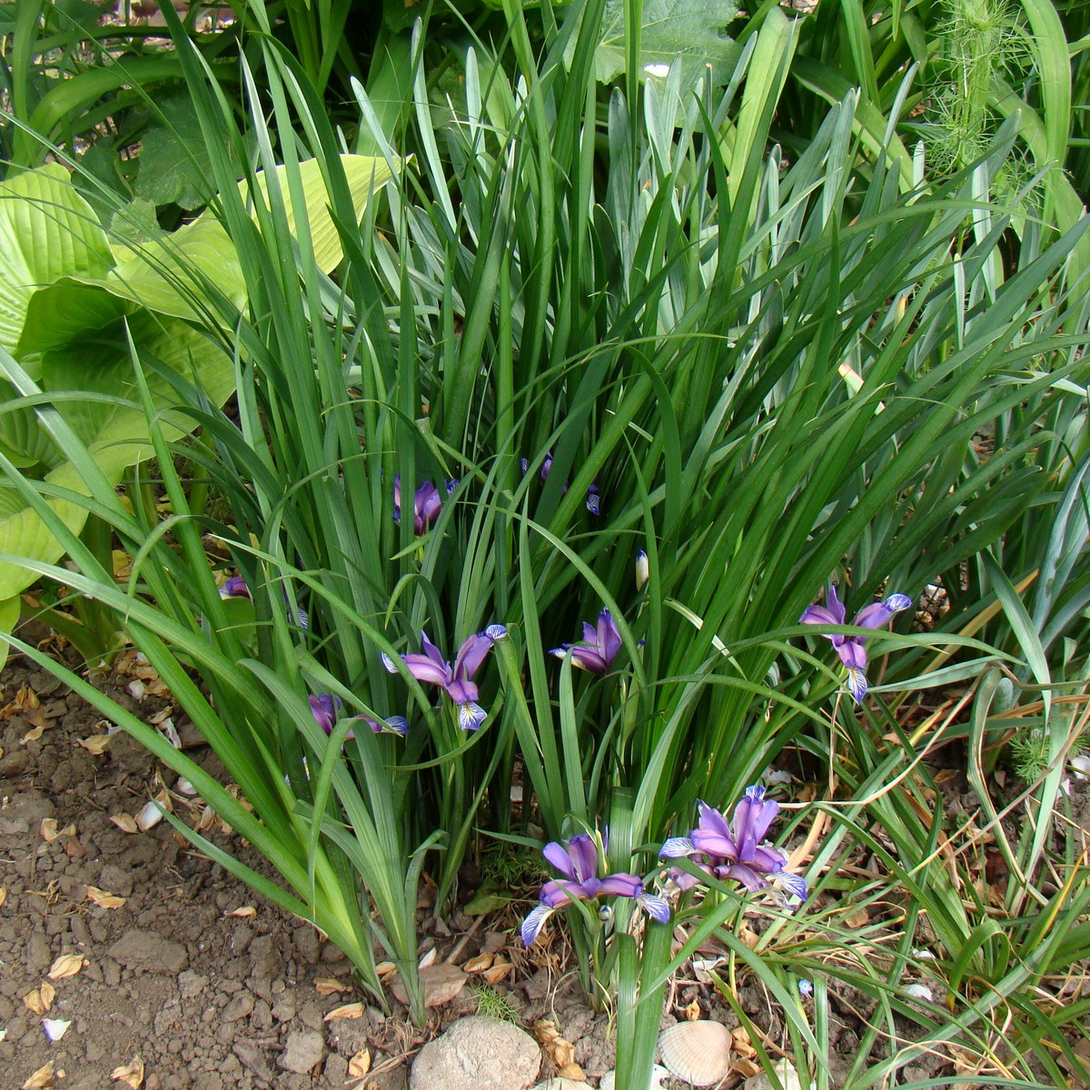 Image of Iris graminea specimen.