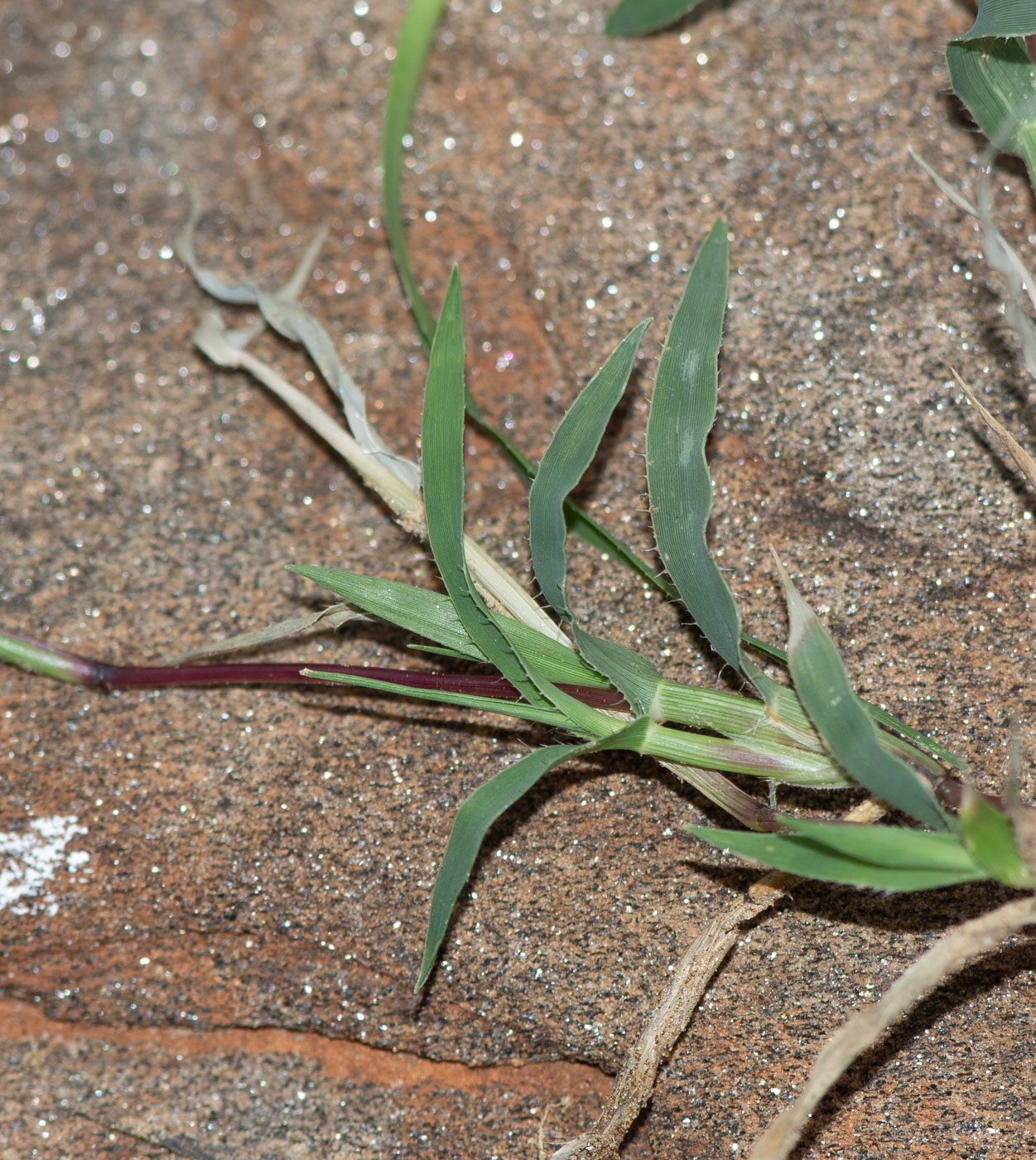 Image of Tragus racemosus specimen.