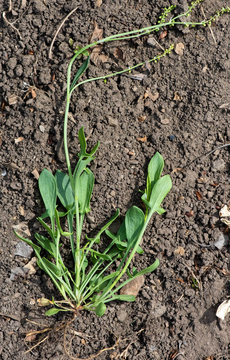 Image of Rumex acetosella specimen.