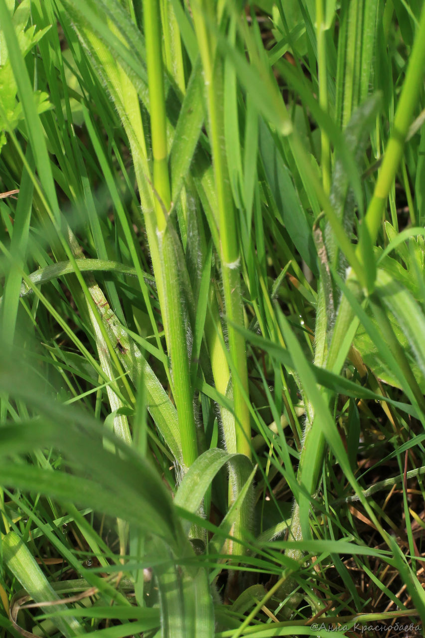 Image of Carex hirta specimen.