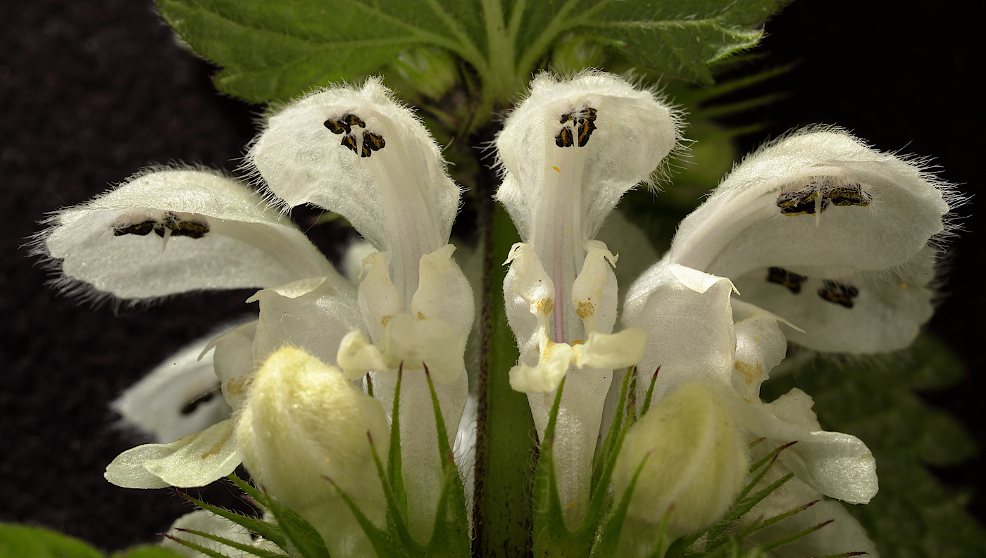 Image of Lamium album specimen.