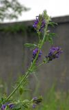 Medicago sativa