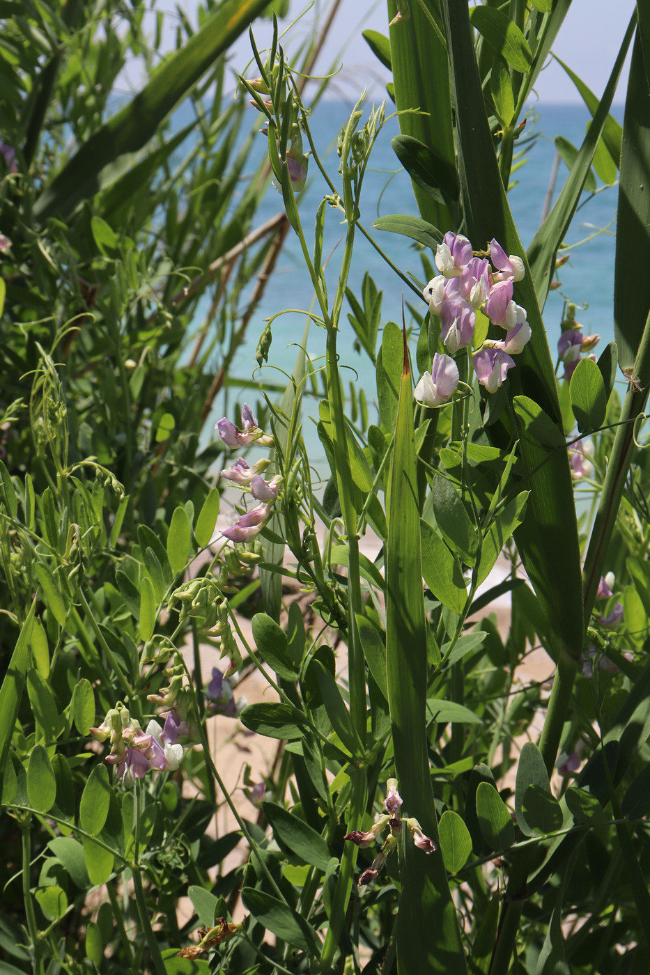 Изображение особи Lathyrus incurvus.