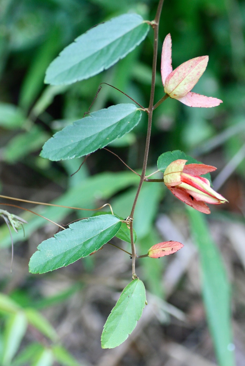 Image of Passiflora miniata specimen.