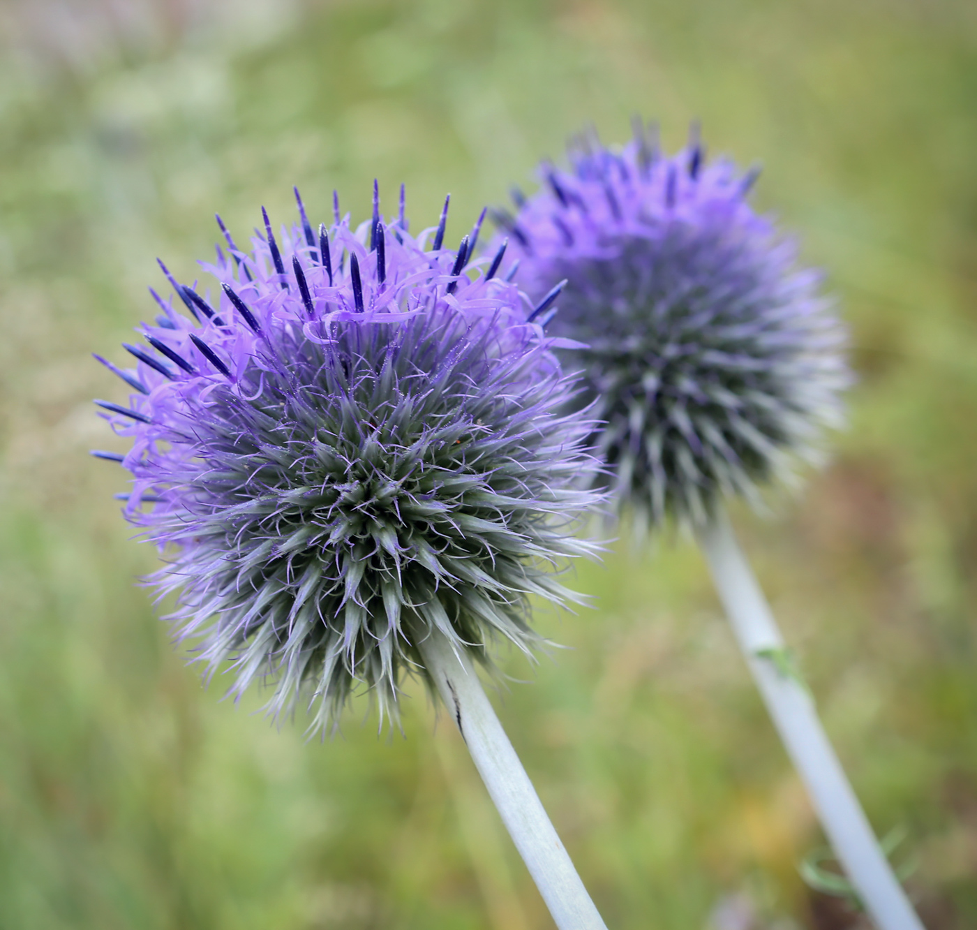 Изображение особи Echinops crispus.