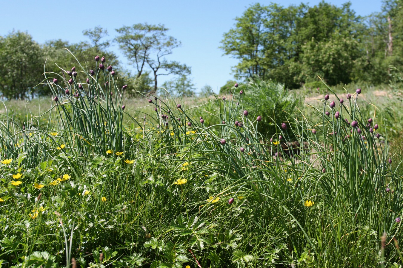 Image of Allium schoenoprasum specimen.