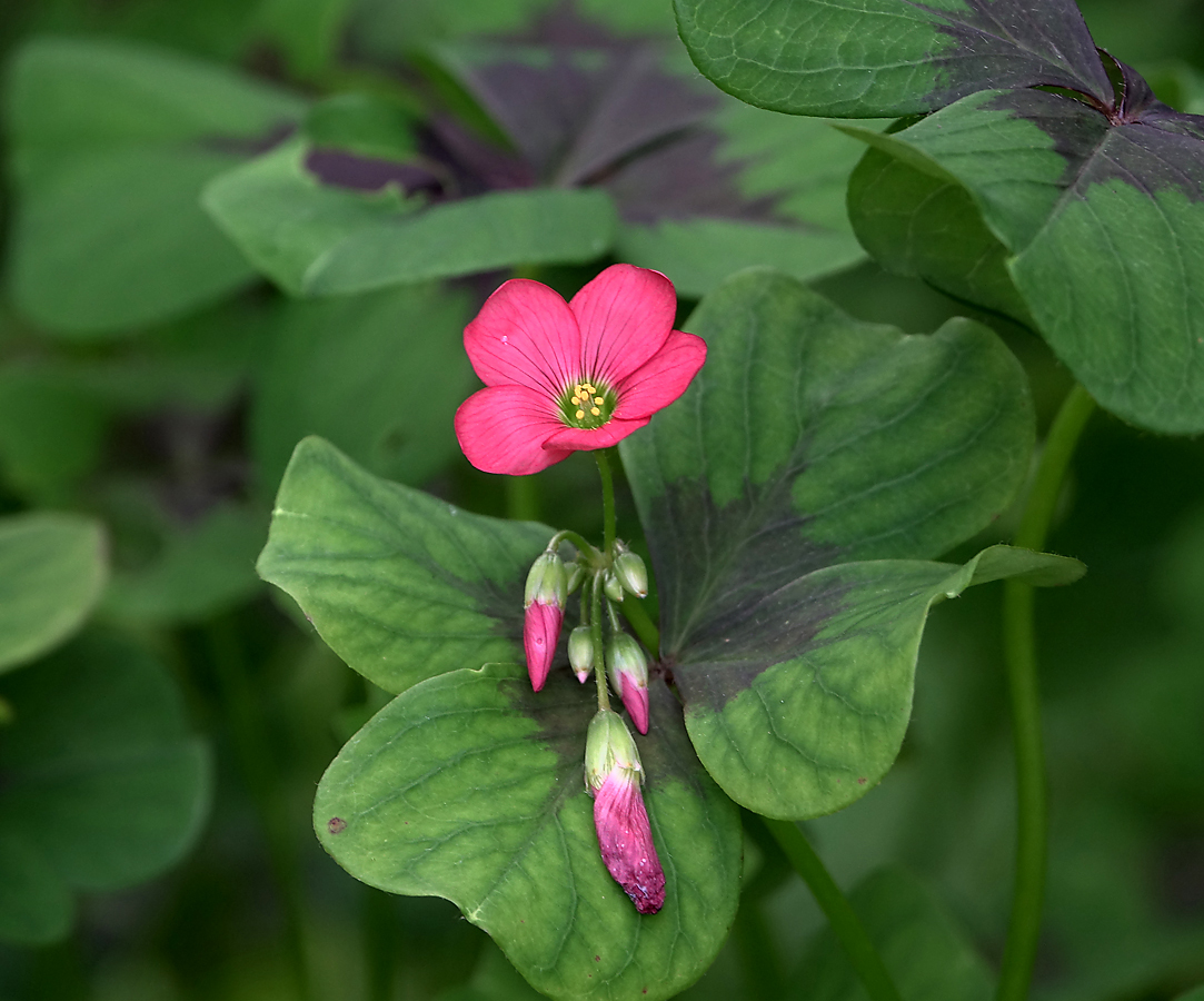 Image of Oxalis tetraphylla specimen.