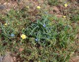 Commelina erecta ssp. livingstonii