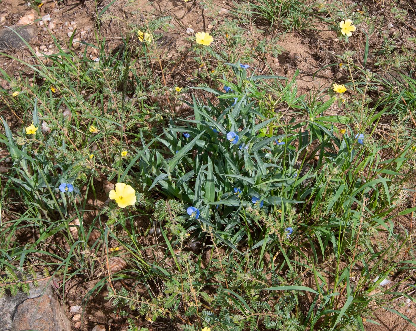 Image of Commelina erecta ssp. livingstonii specimen.