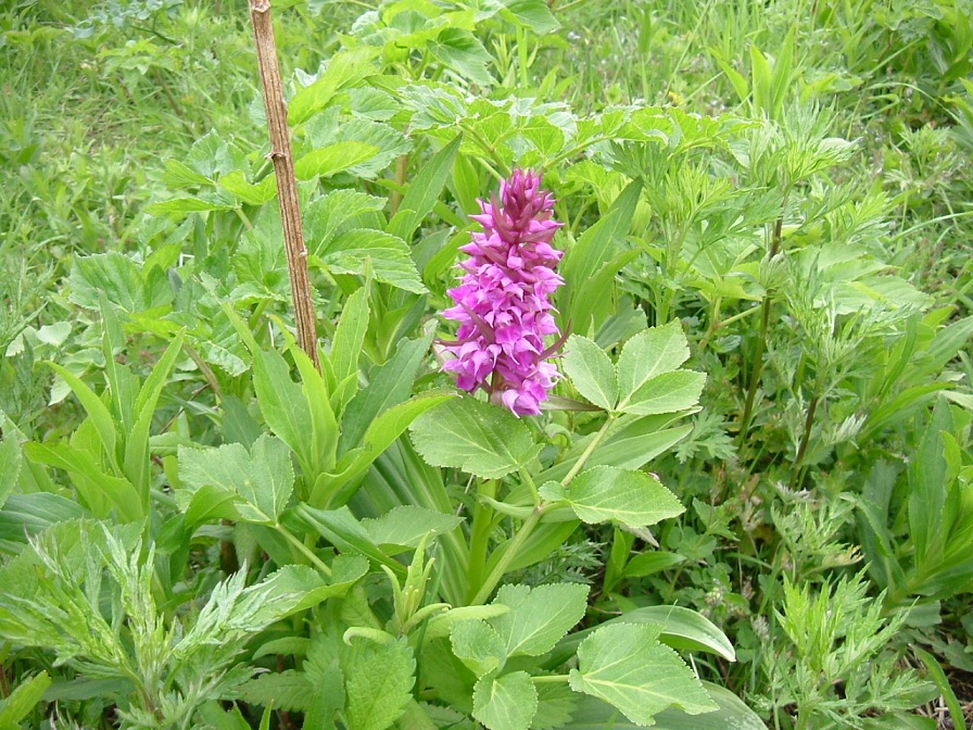 Изображение особи Dactylorhiza aristata.