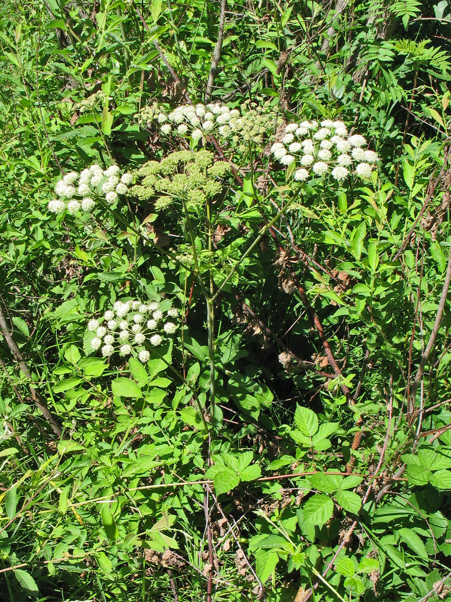 Изображение особи Angelica sylvestris.