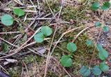 Linnaea borealis